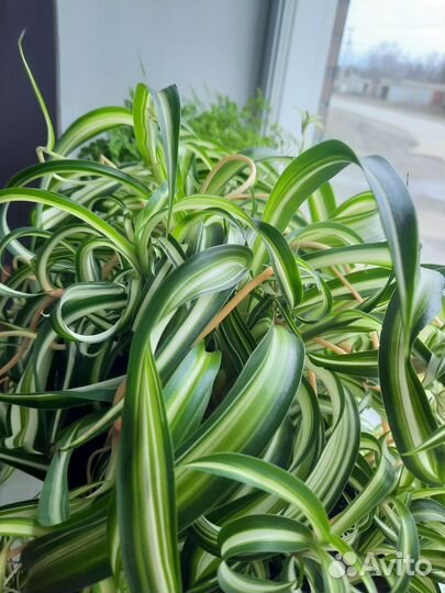 Хлорофитум