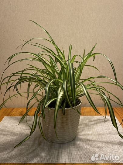 Хлорофитум