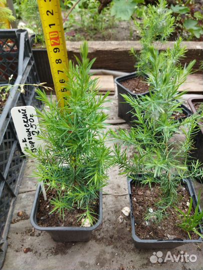 Туя, можжевельник, ель голубая