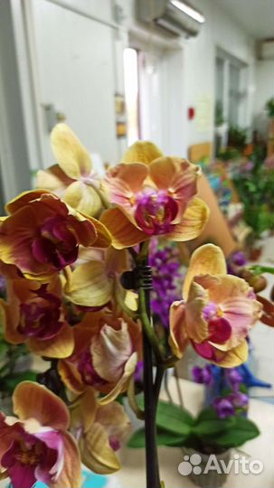 Орхидея фаленопсис