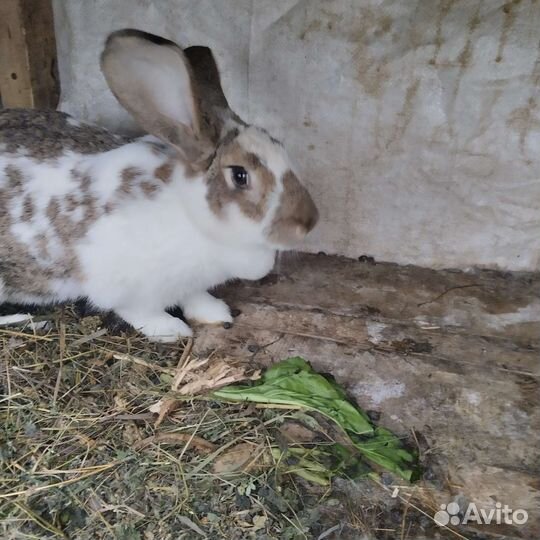 Взрослые крольчихи