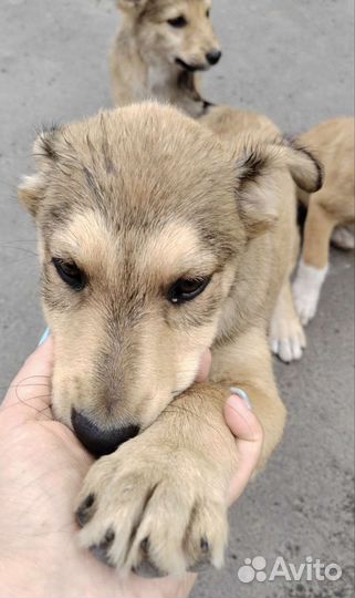 Щенок в добрые руки
