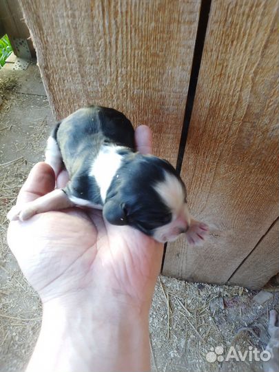 Щенки русского охотничьего спаниеля