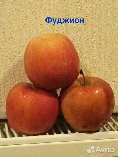 Саженцы плодовых деревьев