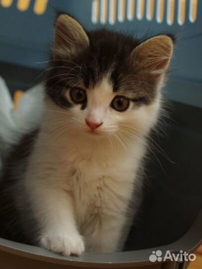Котёнок малышка девочка