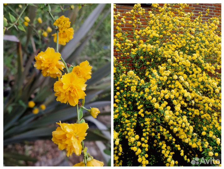 Керрия махровая