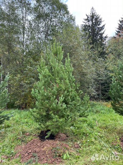 Ели и сосны 2 метра