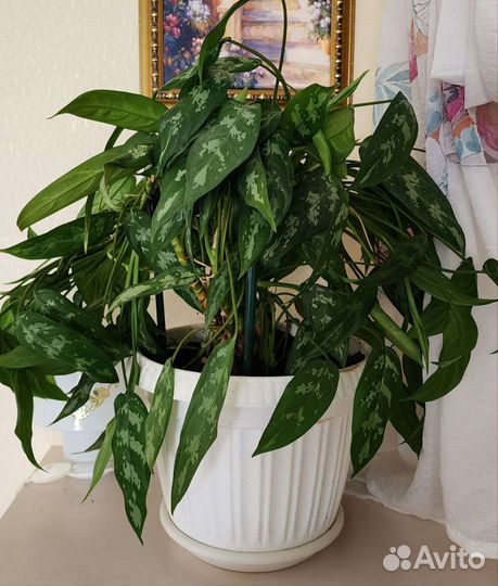 Комнатный цветок Аглаонема