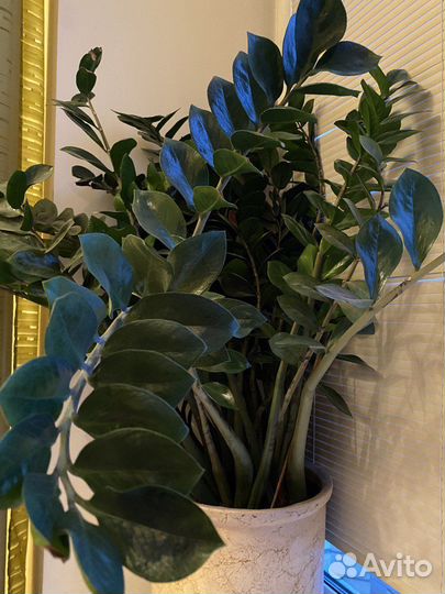 Замиокулькас большой