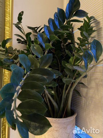 Замиокулькас большой