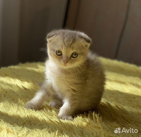 Британский вислоухий котик