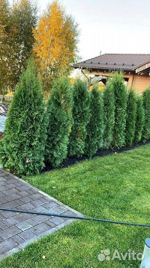 Туя Смарагд 2-2,2 м