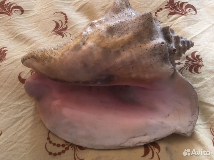 Раковина