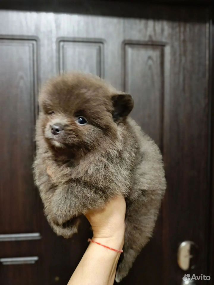 Немецкий шпиц, щенок, Воронеж