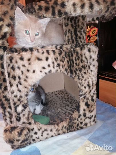 Котенок мальчик