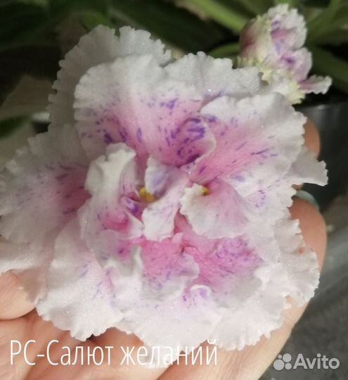 Набор деток фиалок