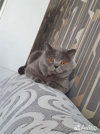 Шотландский кот вязка