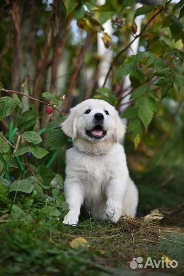 Голден ретривер