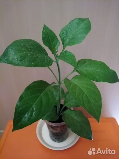 Комнатные растения