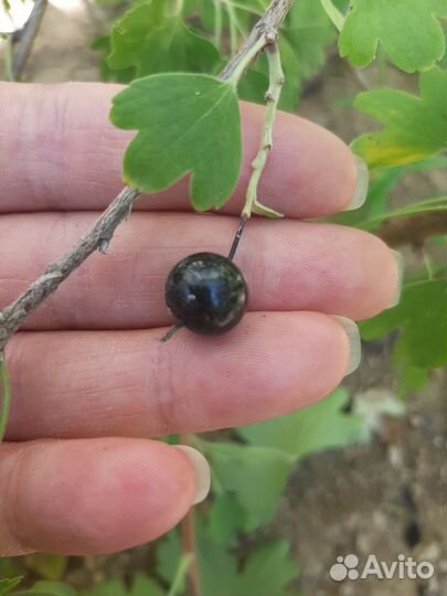 Саженцы чёрной смородины