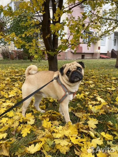 Мопс вязка мальчик