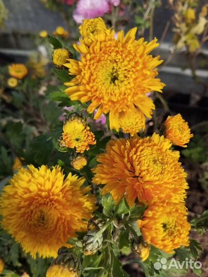 Хризантемы корейские-2