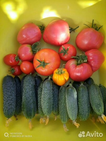 Огурцы домашние