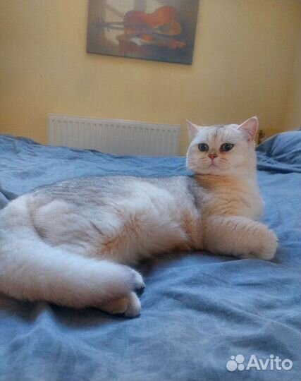 Шотландский кот. Вязка