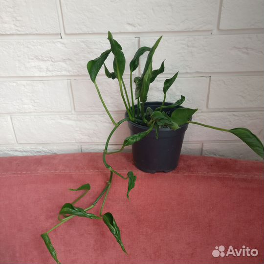 Сциндапсус годзила