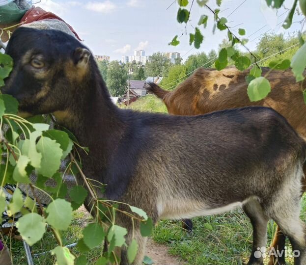Козлик породы Ламанче обгул или продажа