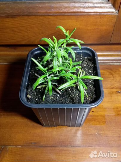 Пряные травы Душица базилик тимьян мята розмарин