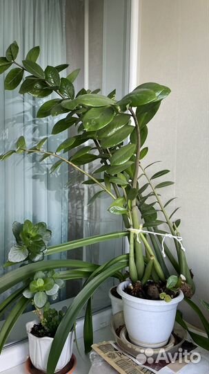 Замиокулькас