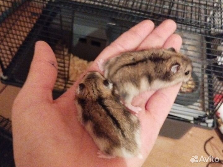 Джунгарский хомяк