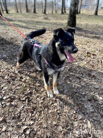 Восточноевропейская овчарка метис