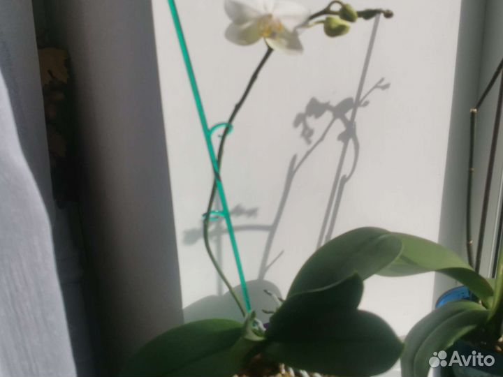 Орхидея дендробиум