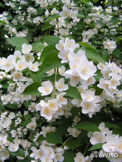 Жасмин Махровый, Земляничный