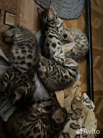 Бенгальские котята