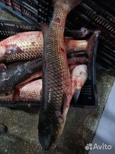 Свежая рыба карп