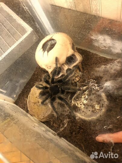Паук птицеед (Lasiodora parahybana)