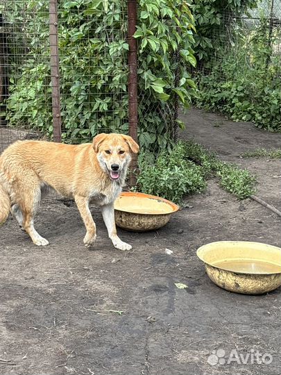 Щенок Лада в добрые руки