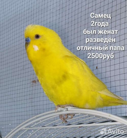 Волнистый попугай