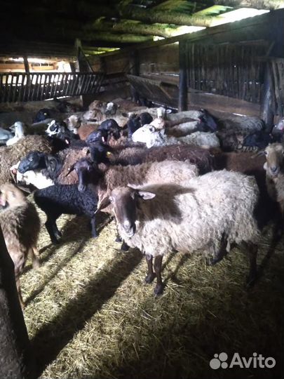 Овцы бараны