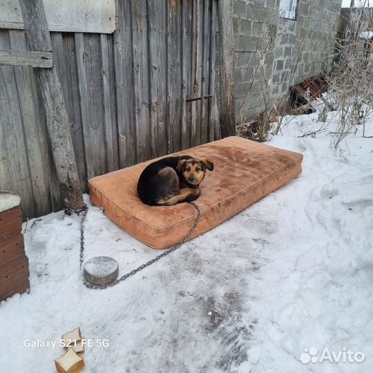 Собака овчаристого окраса в добрые руки. Нужен дом