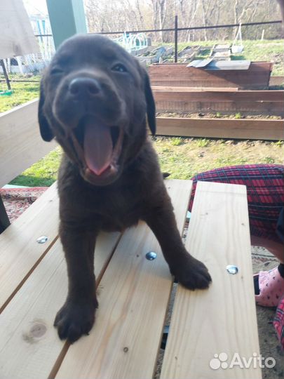 Лабрадор мальчик