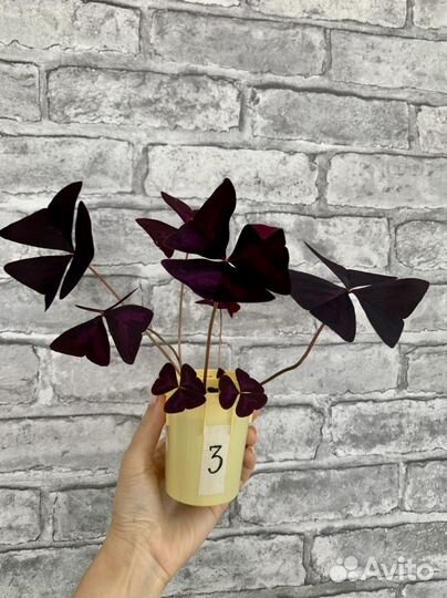 Цветок Оксалис, в народе «доброе утро», «кислица»