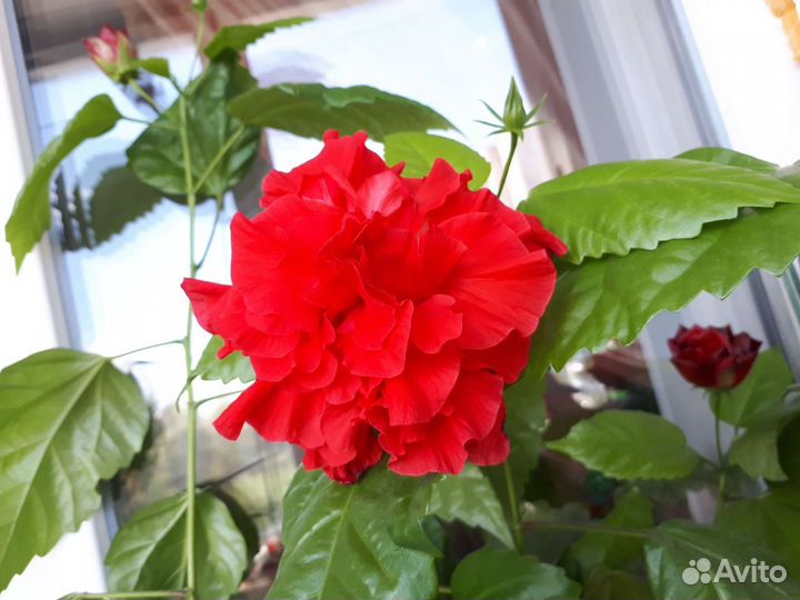 Гибискус, Кустовые розы, Герань