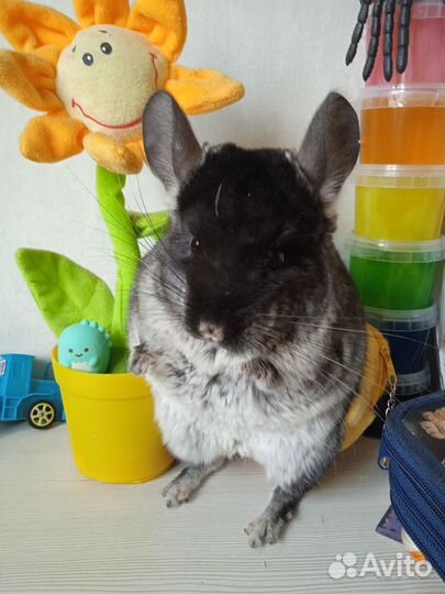 Ищут любящую семью