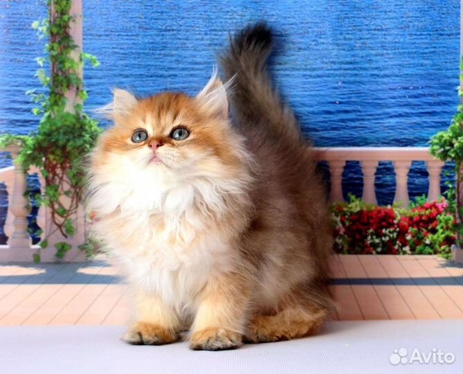 Британская длинношерстная кошка