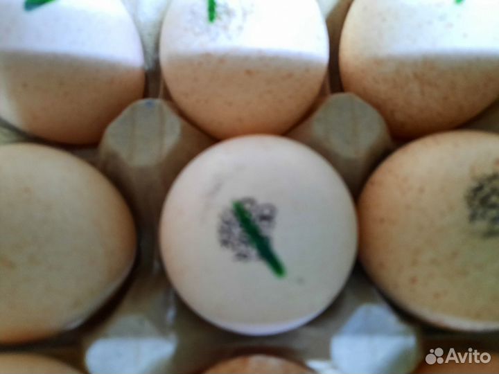 Инкубационное яйцо Индейки и Бройлера Импорт