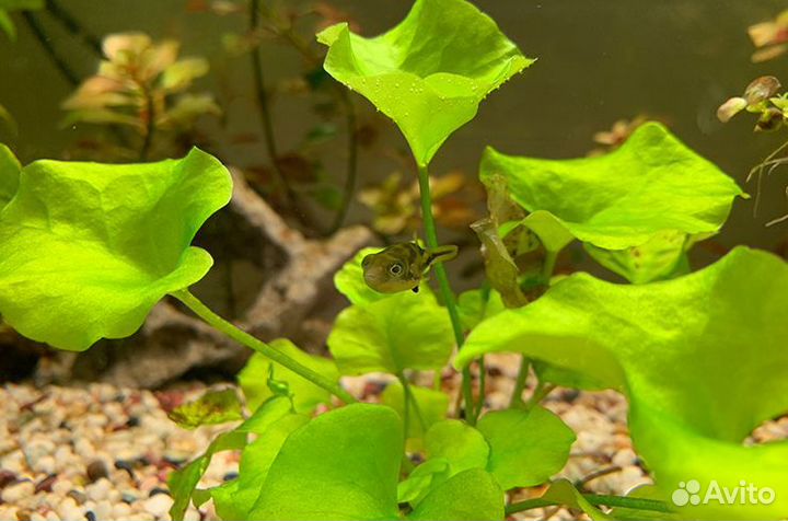 Аквариумные растения прополка